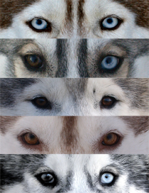 eyes of husky